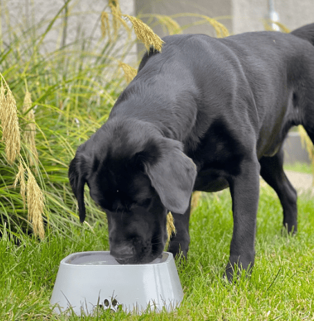 Pet Water Bowl Splash-proof Not Wet Mouth Can Be Car Anti-flip Waterer