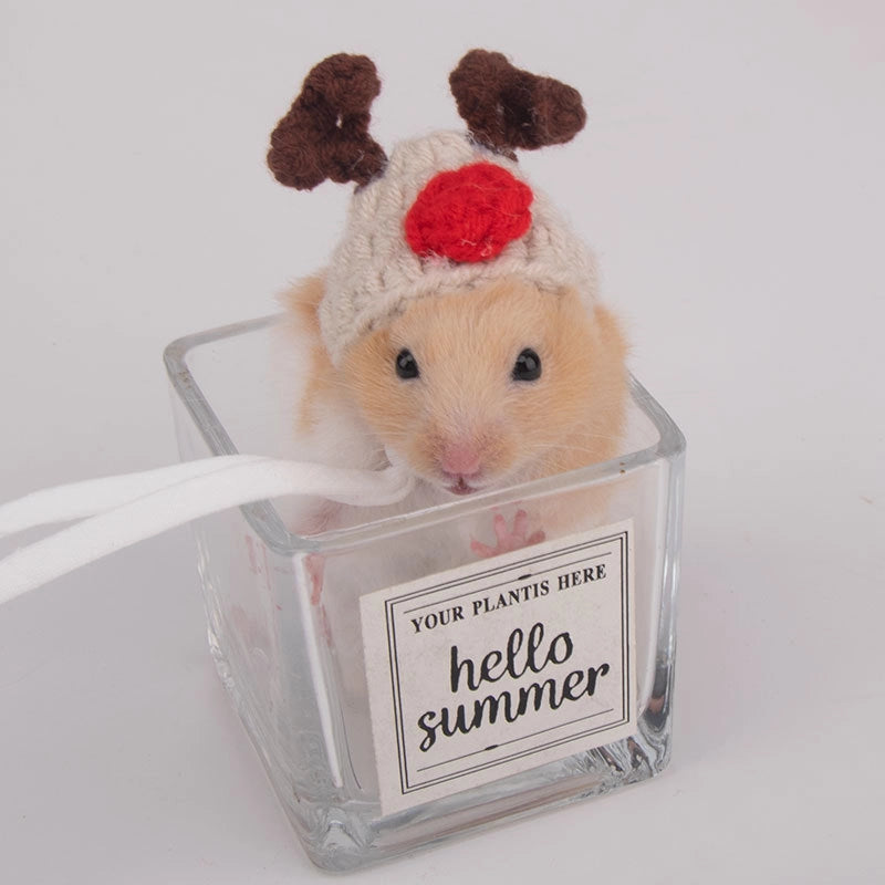 Hamster Hat Parrot Hair Band Photo Small Animal Headdress Handmade Frog Hat Ornaments Hedgehog Headgear Explosions