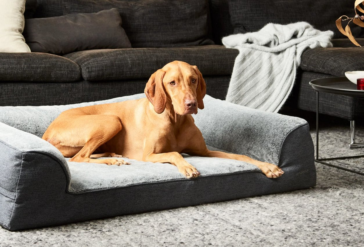 Ortho Dream Sofa - Chinchilla (2 Sizes)