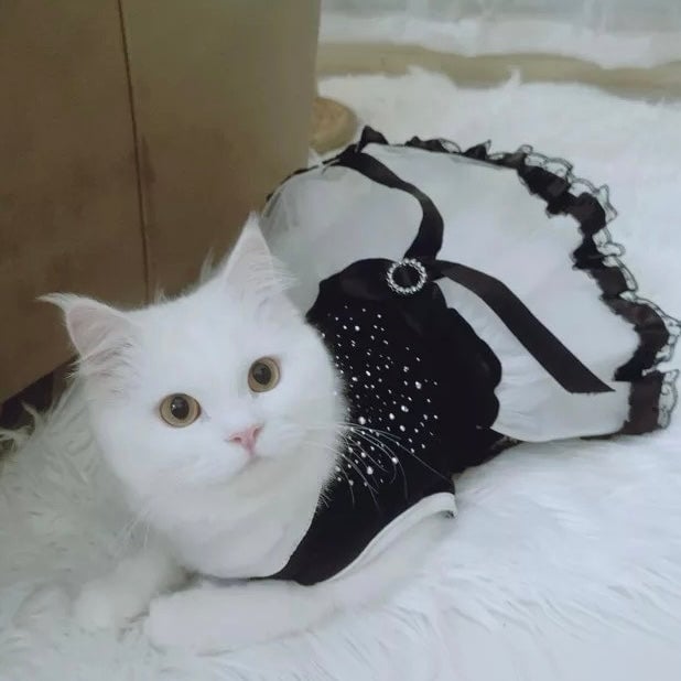 Lace Bowknot Design Puppy Dress