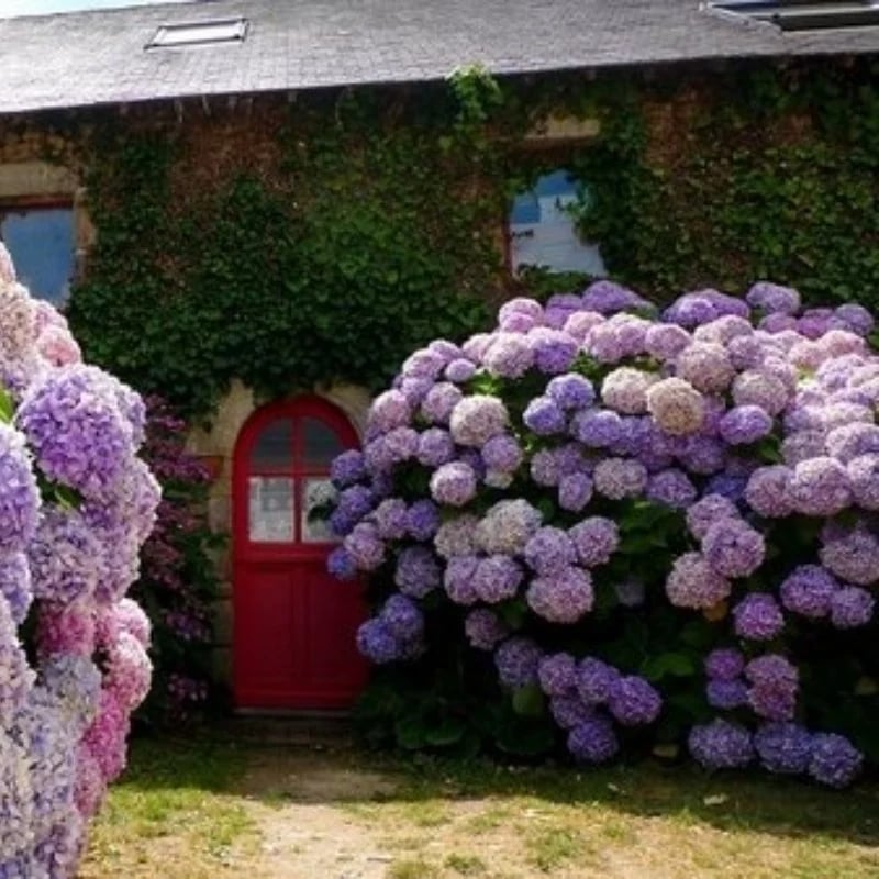 Outdoor Artificial Hydrangea Flowers💐