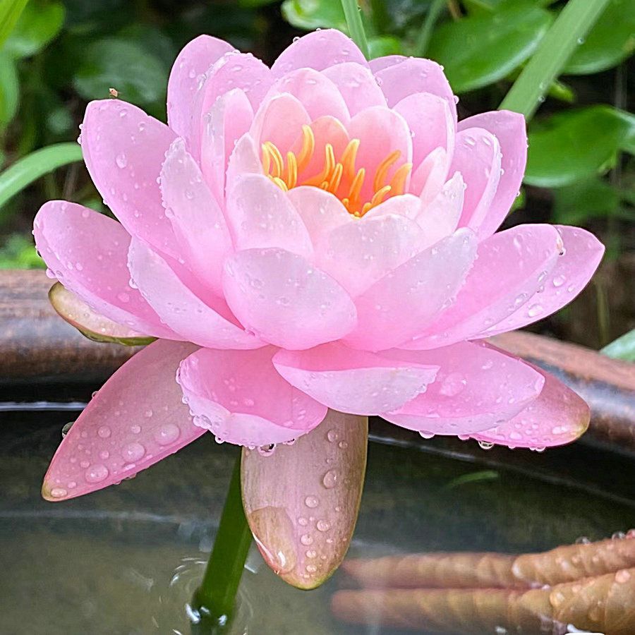 🔥Last Day 75% OFF💐The Sacred Bonsai Bowl Lotus Flower (7 days germination)