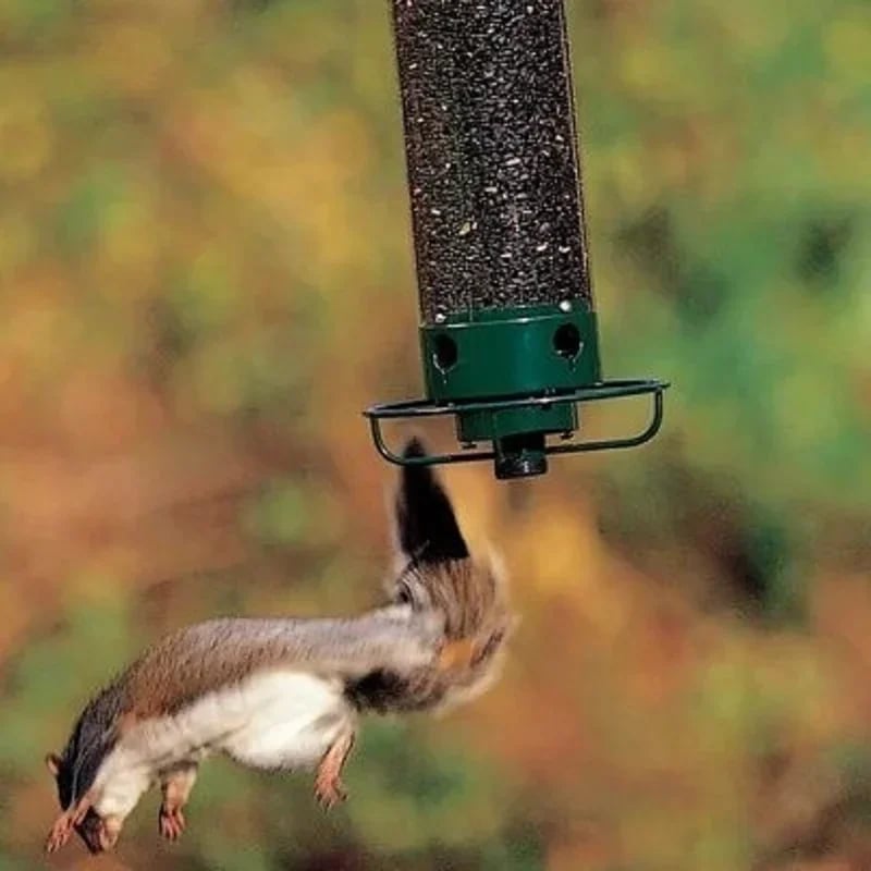 🔥BIG SALE 49% OFF🔥Squirrel-Proof Bird Feeder (🎁BUY 2 EXTRA SAVE 10% OFF & FREE SHIPPING)
