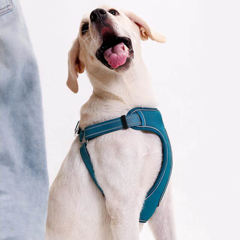 Adjustable Anti-Pull Breathable Dog Harness with Hands-Free Leash