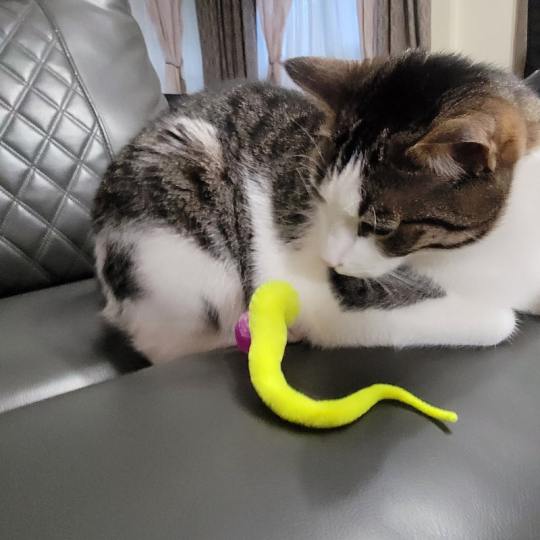 Jiggle Ball for Cat