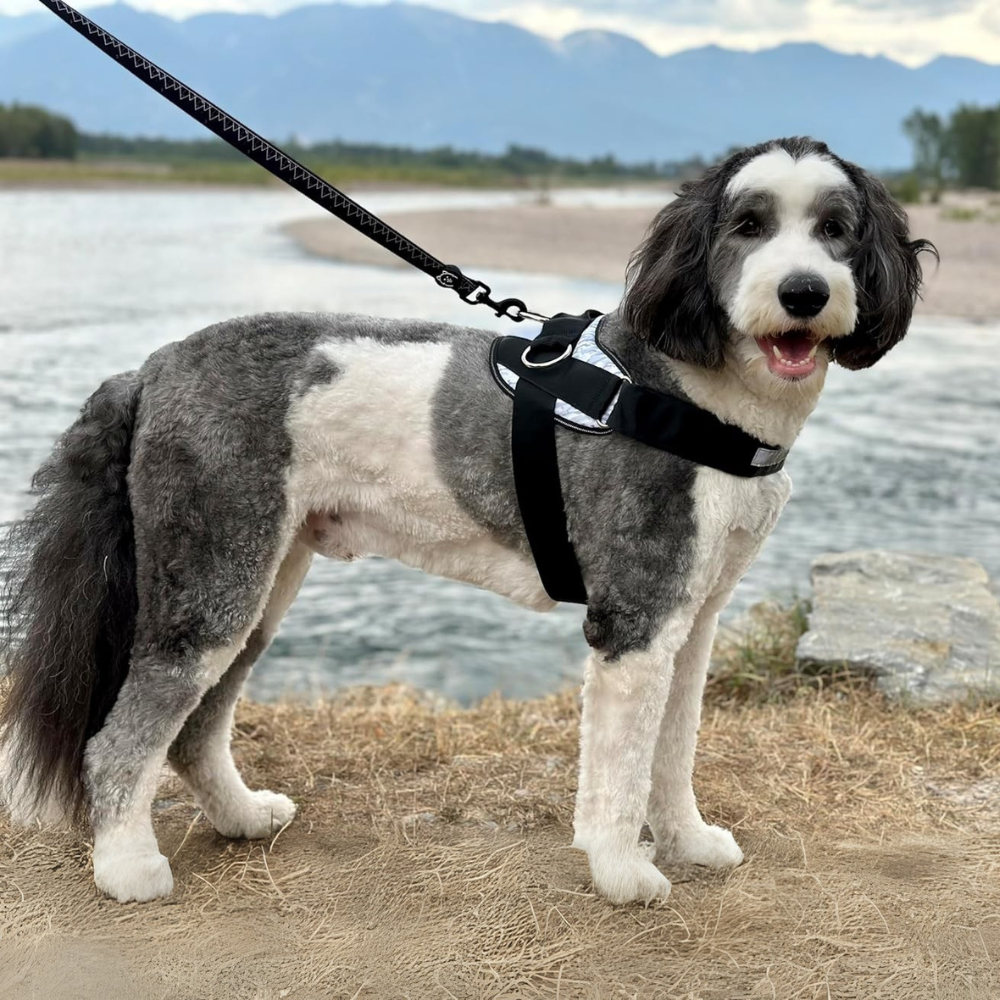 No Pull Dog Harness With 3 Leash Clips