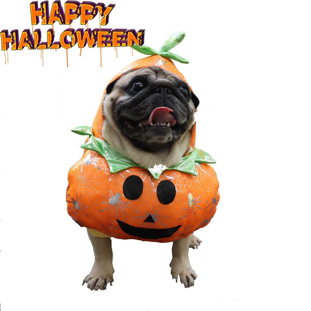 Pumpkin Dog Costume – Fun and Festive for Halloween