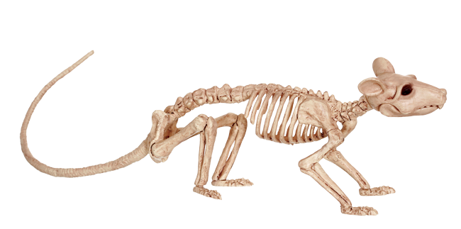 Rat Skeleton