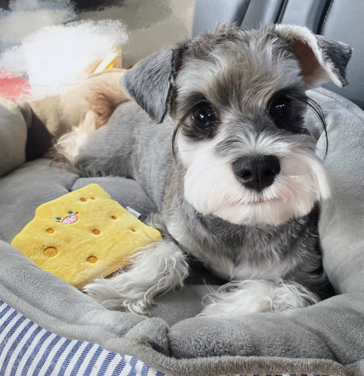 Cheese&Cookie Squeaky Dog Toys