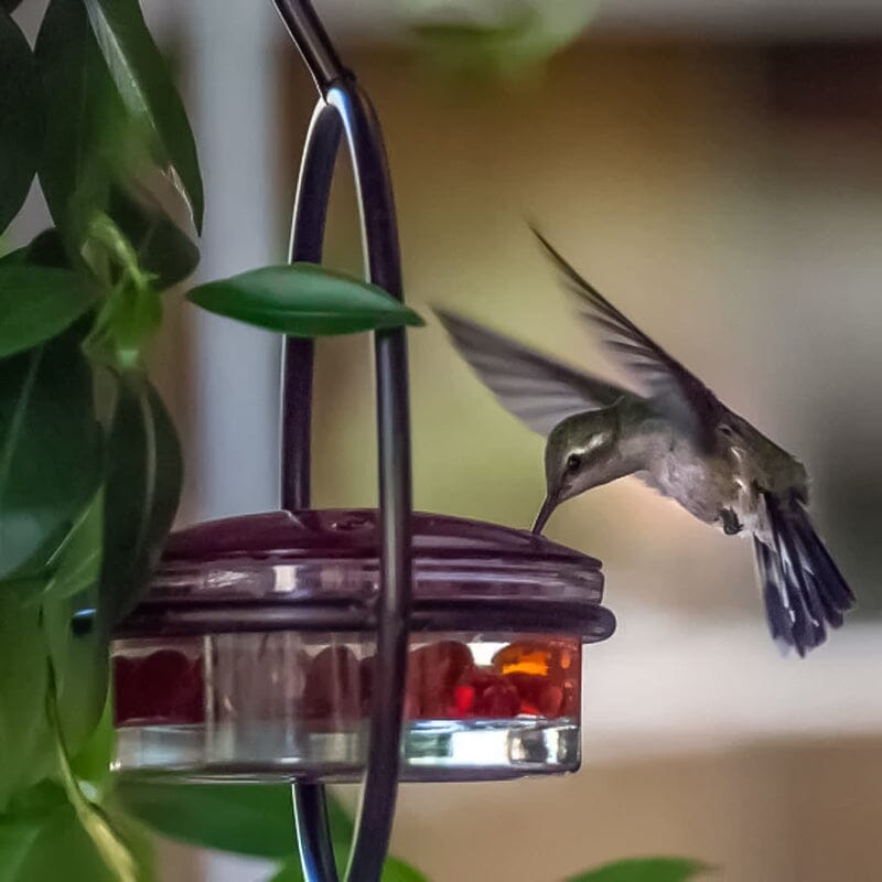 Hummble Slim Hummingbird Feeder