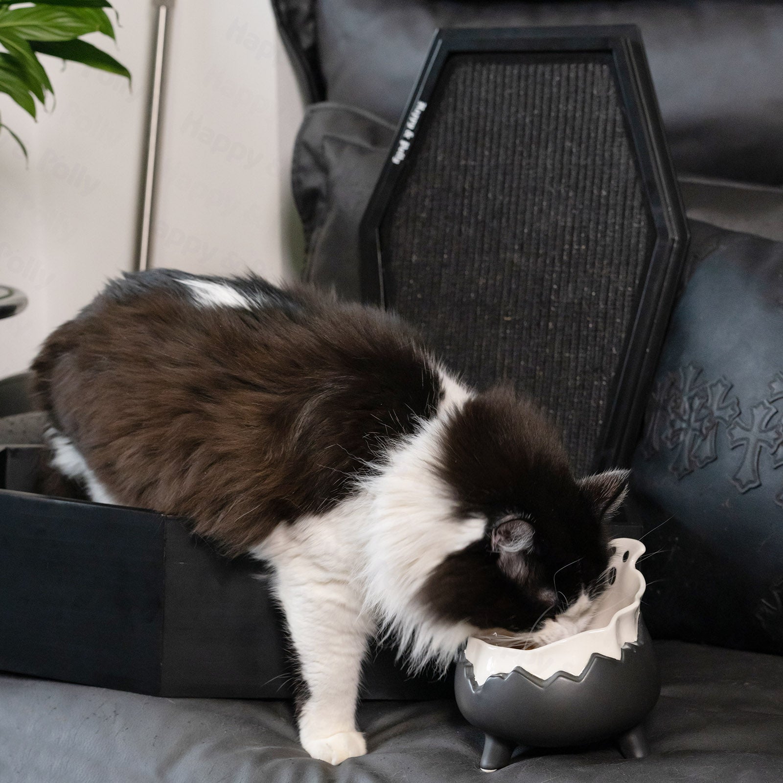 Spooky Cat Bowl