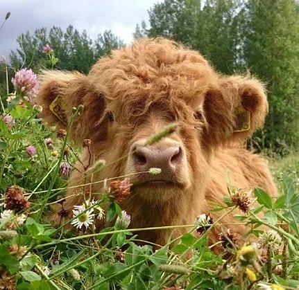 BUY 2 FREE SHIPPING 👍Scottish Handmade Highland Cattle