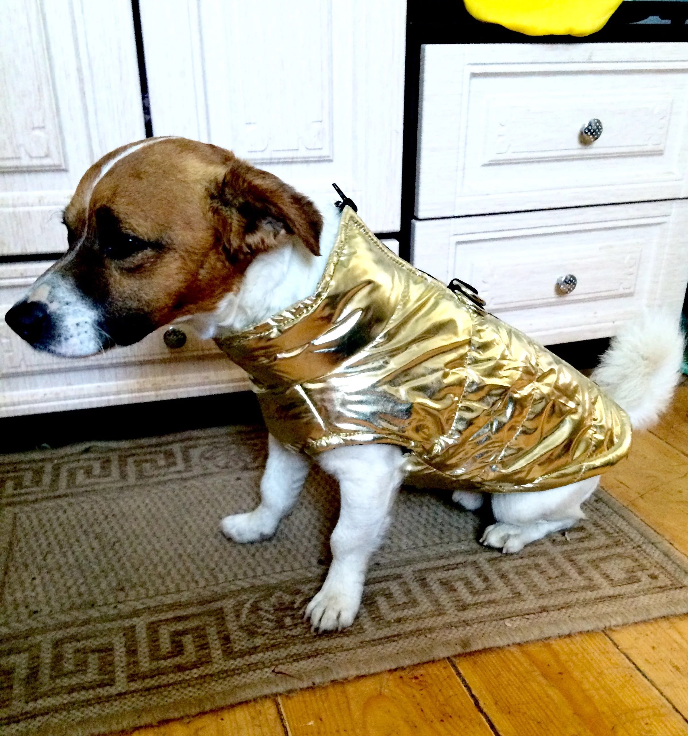 Waterproof Puppy Vest Jacket