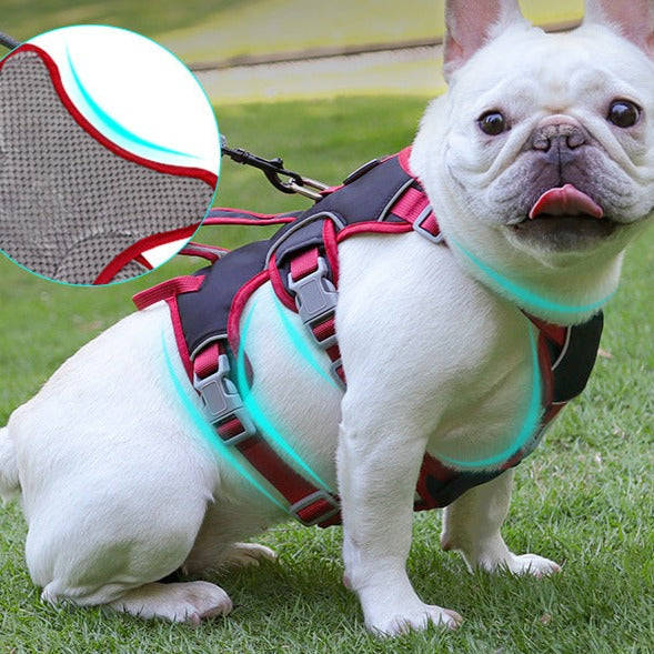 Contrast Color No Pull Dog Harness/Leash For Medium Dog