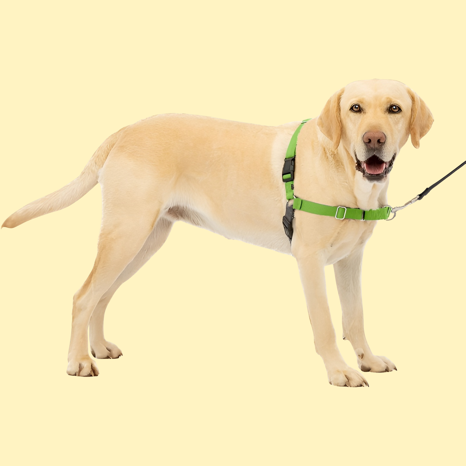 Easy Walk Dog Harness
