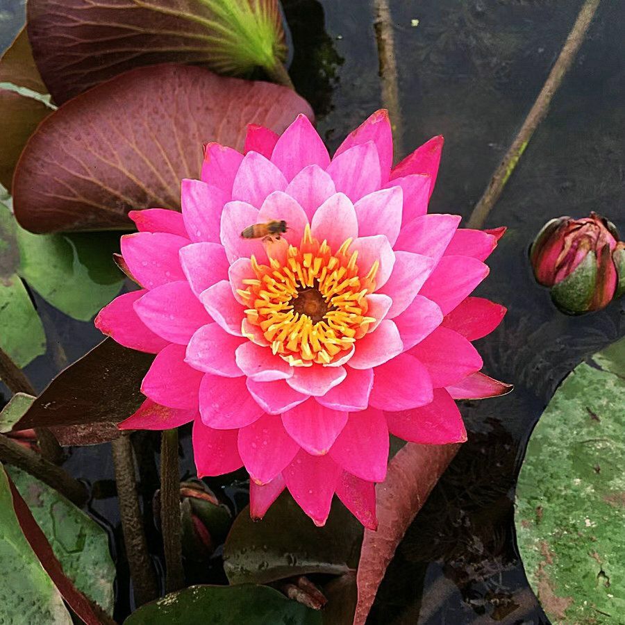 🔥Last Day 75% OFF💐The Sacred Bonsai Bowl Lotus Flower (7 days germination)