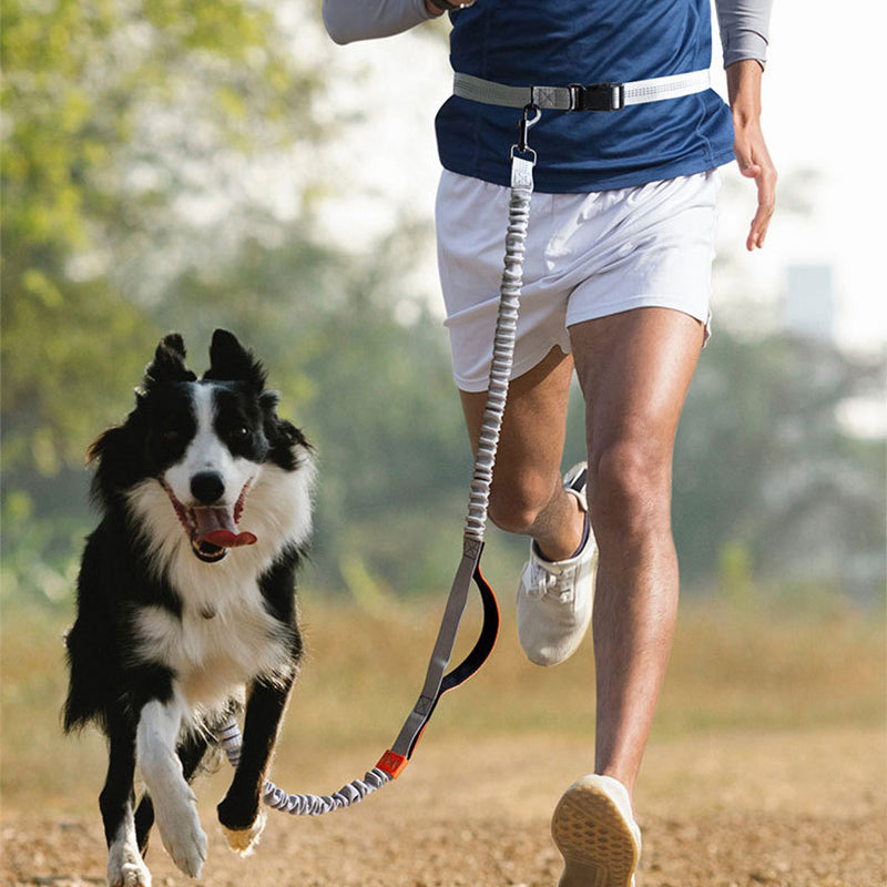 Hands Free Dog Leash