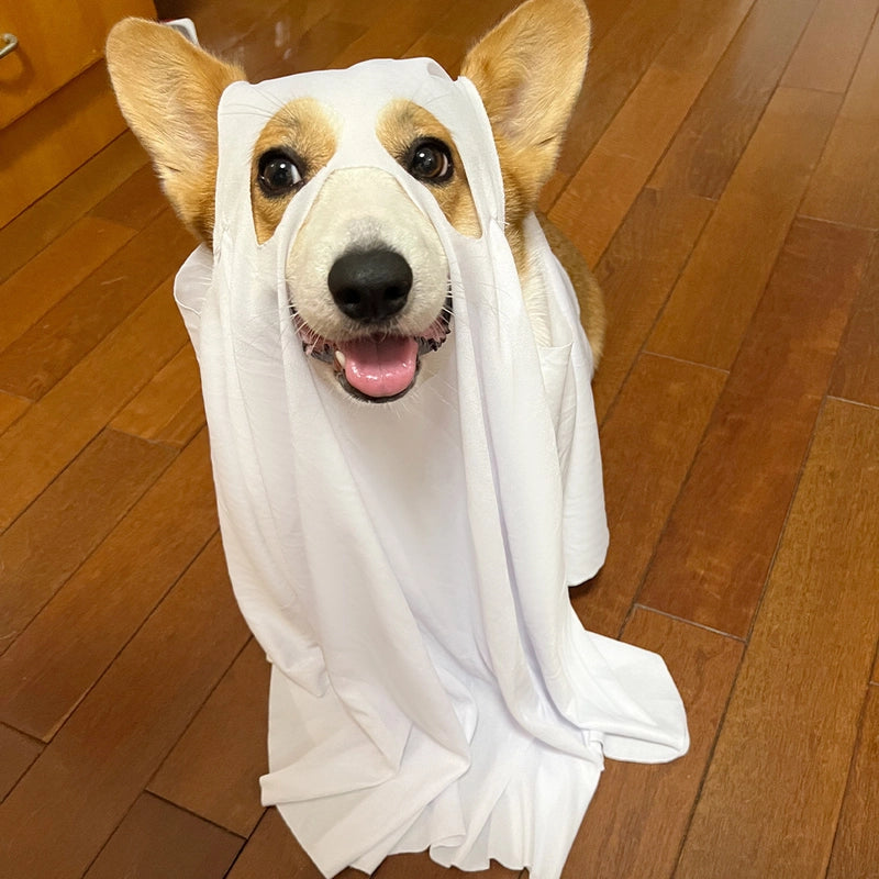 Funny Minimalist Polyester Halloween Solid Color Pet Clothing