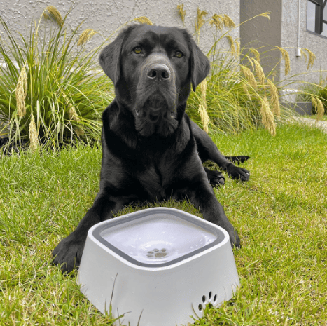 Pet Water Bowl Splash-proof Not Wet Mouth Can Be Car Anti-flip Waterer