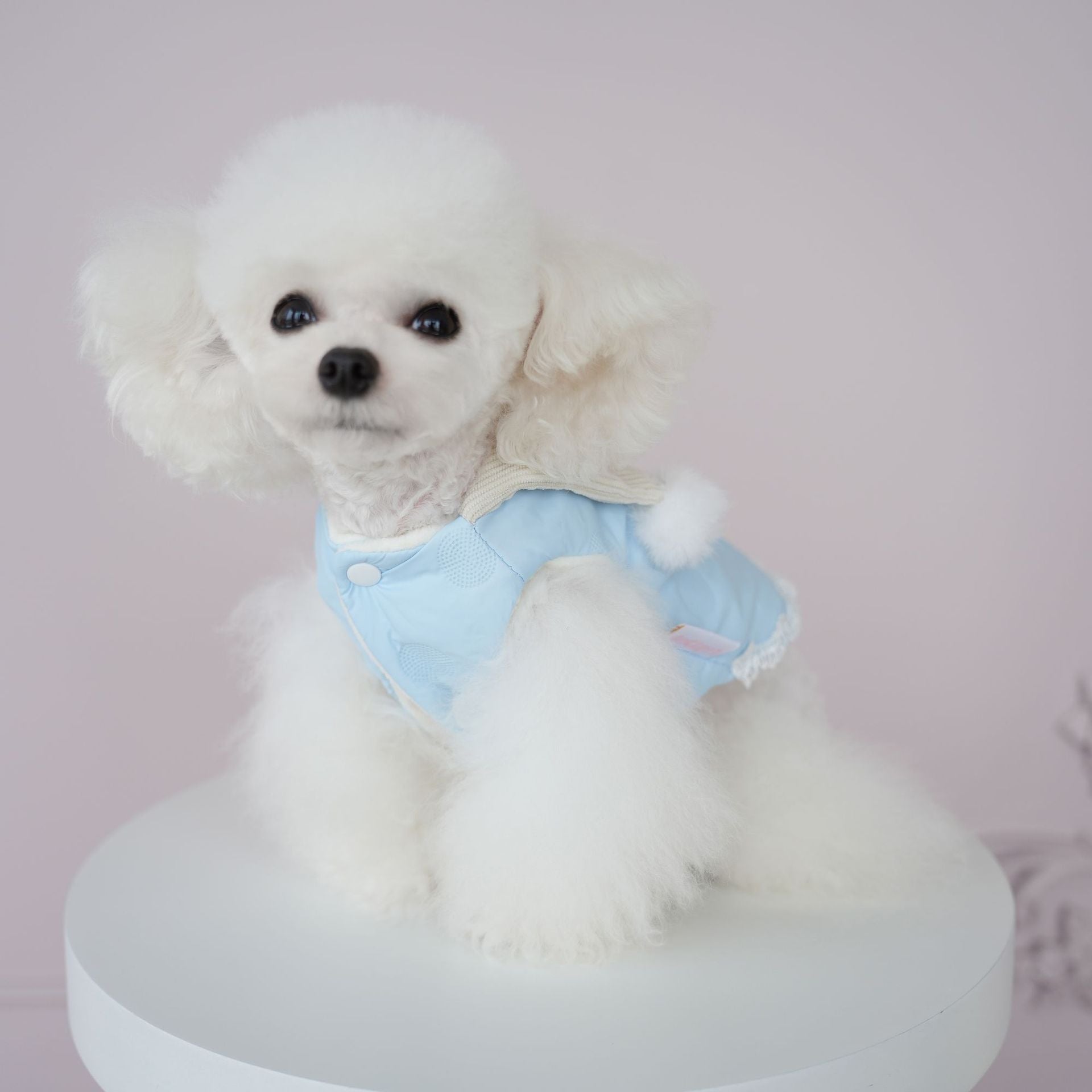 Furry Ball Decor Square Collar Dog Cat Jacket