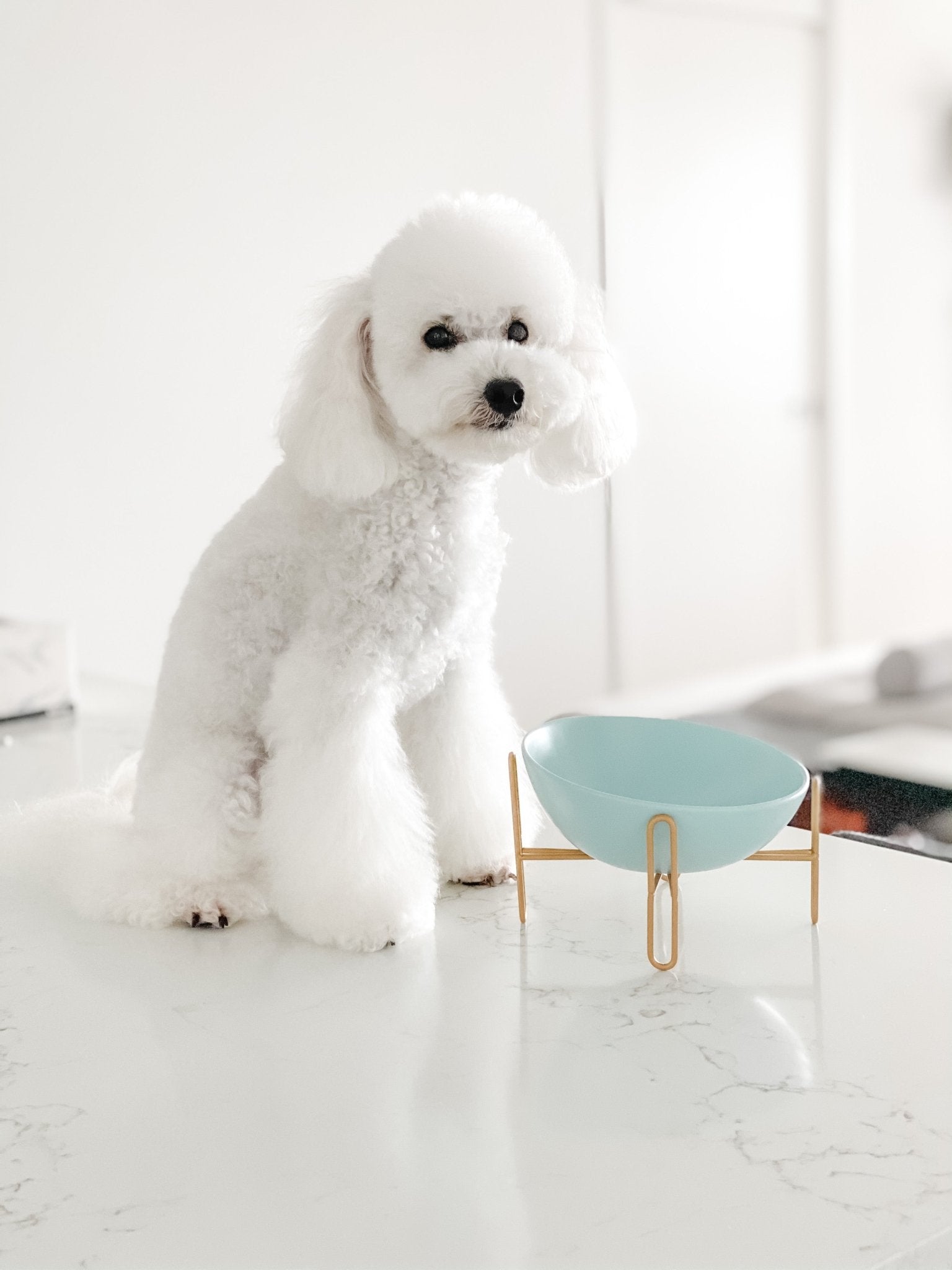 Bronze Stand Ceramic Pet Bowl in Tiffany