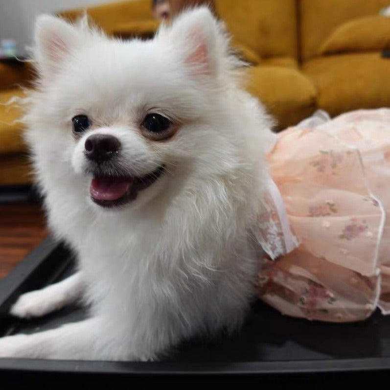 Princess Lace Layered Dog Cat Dress