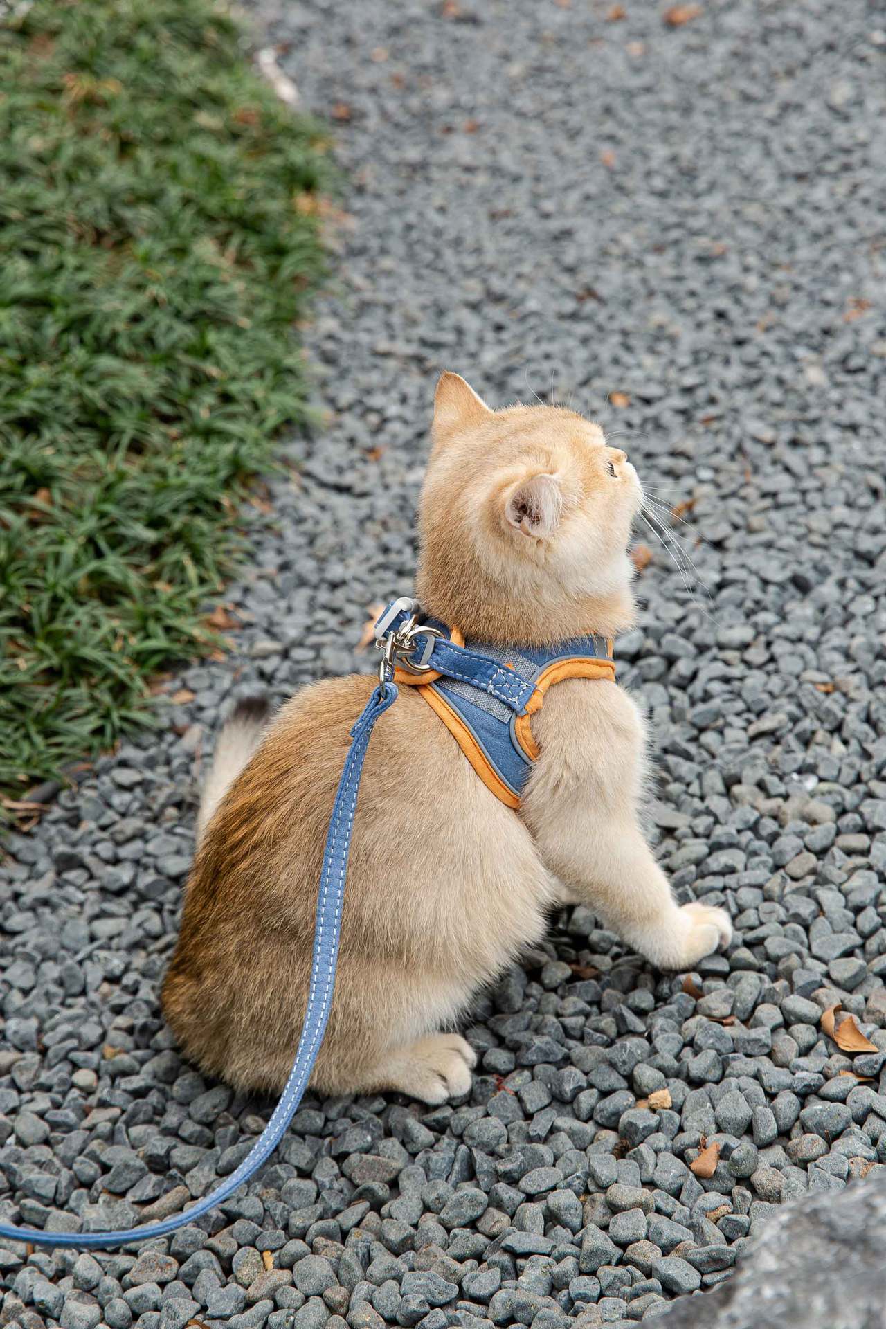 Cat Traction Rope Vest-Style Harness