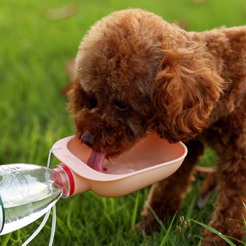 Portable dog water bottle solution