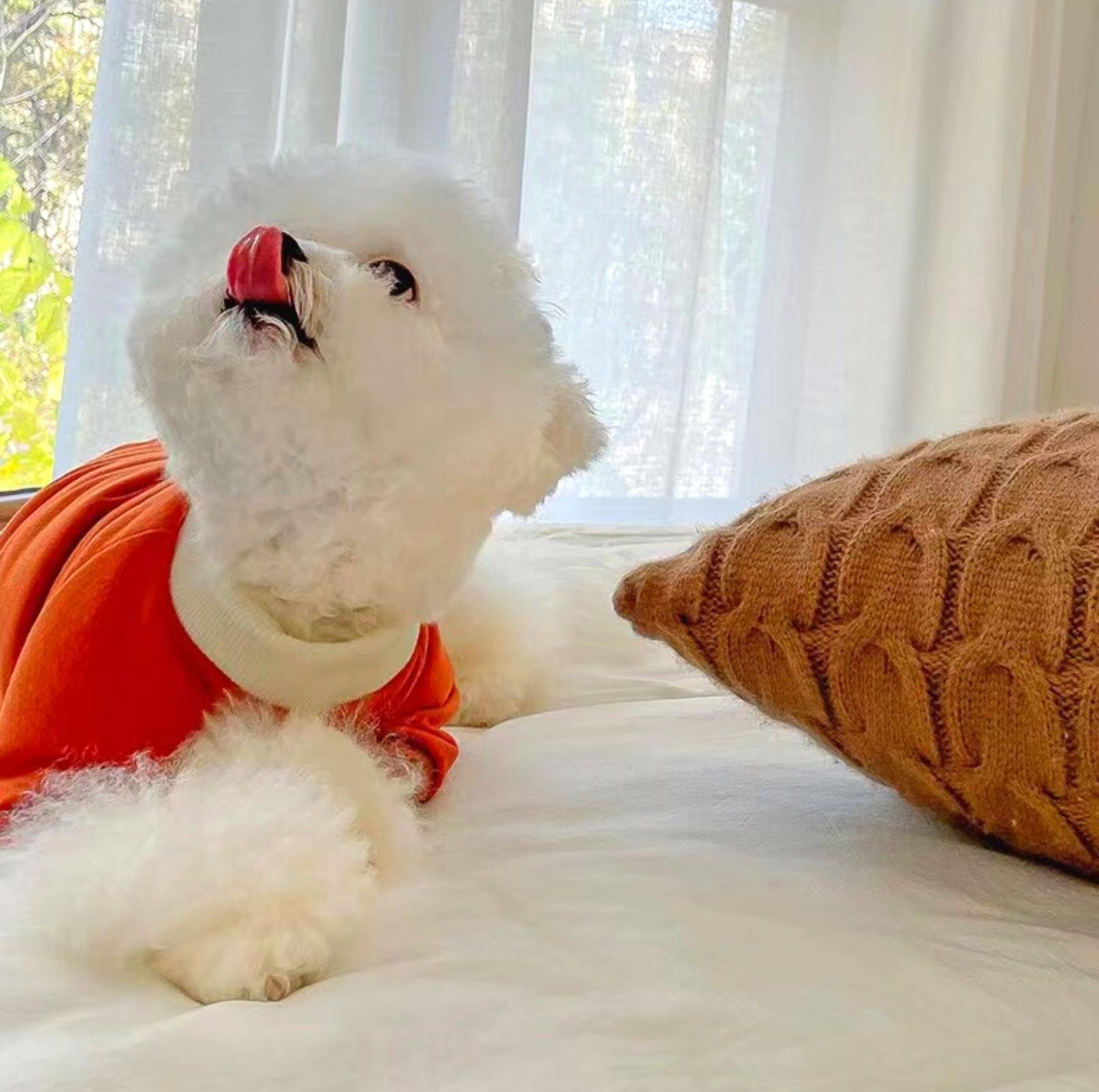 Versatile Colour Blocking Pet Sweatshirt