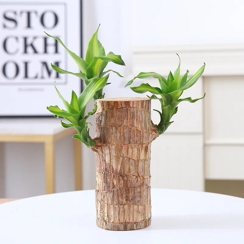 🍀Brazilian Lucky Wood Hydroponic Plants
