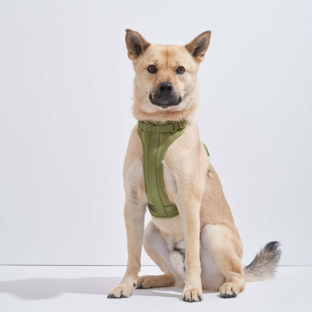 Wild One Dog Harness