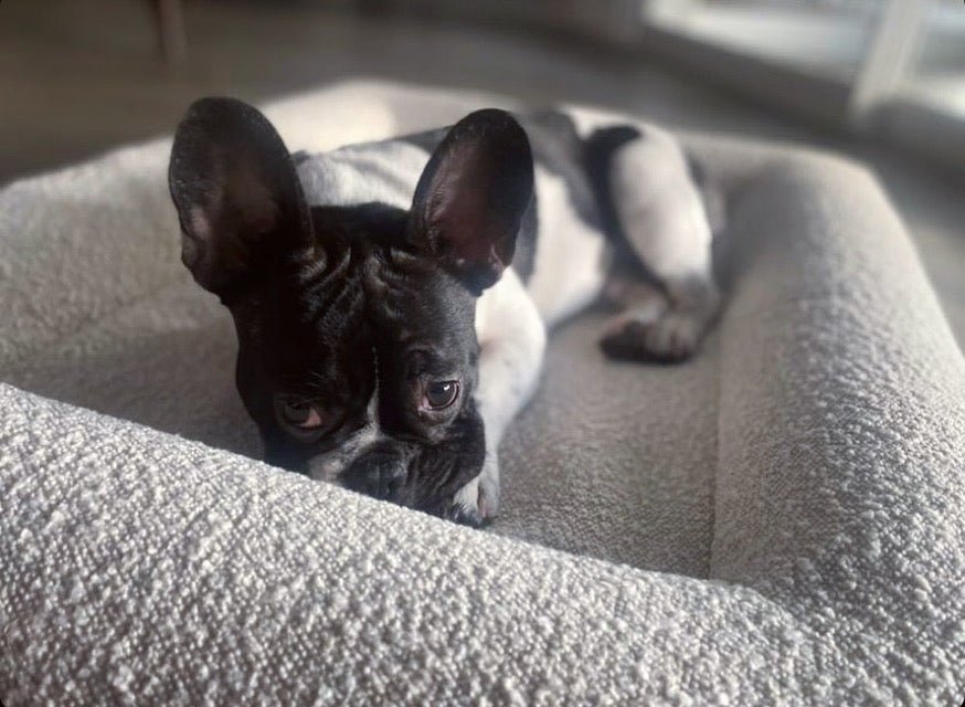 Memory Foam Dog Bed in Bouclé