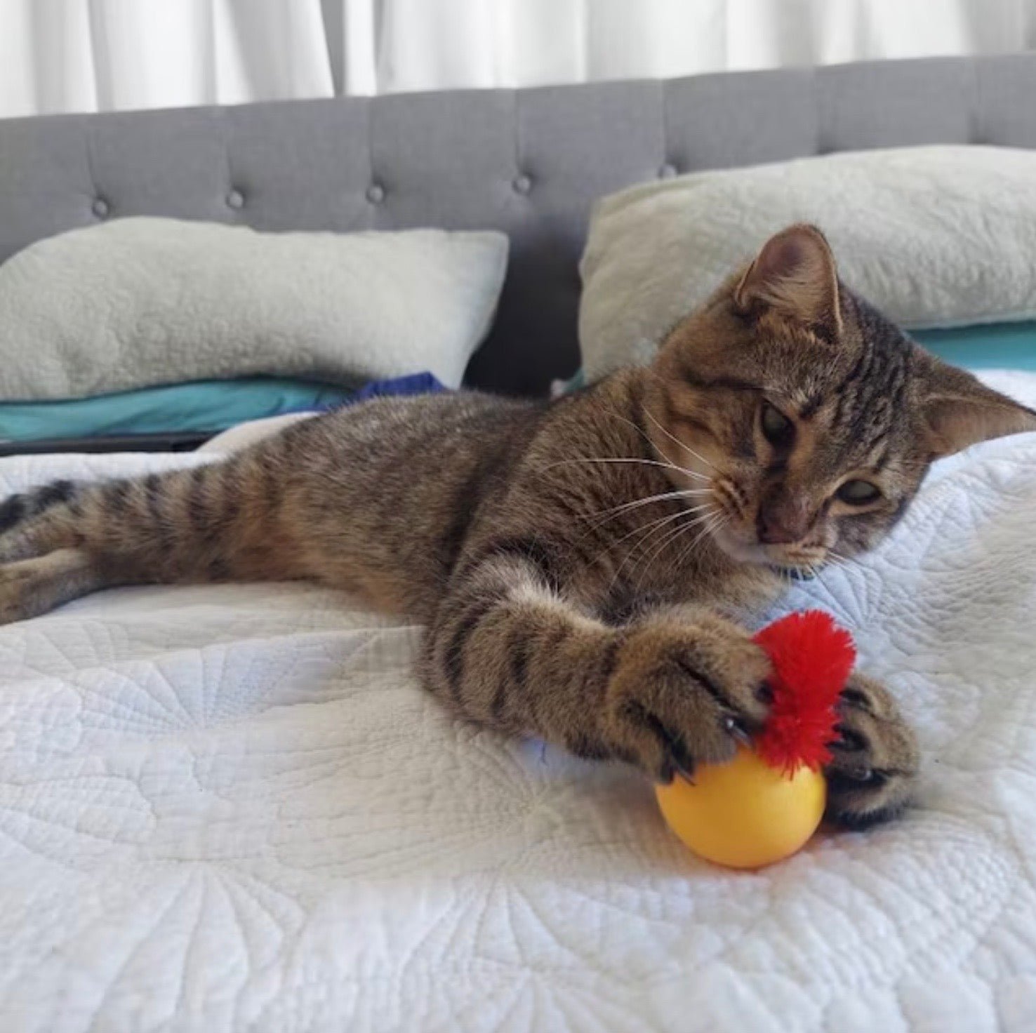 Jiggle Ball for Cat