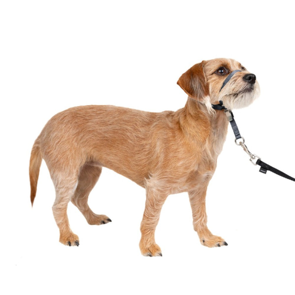 Adjustable No Pull Dog collar