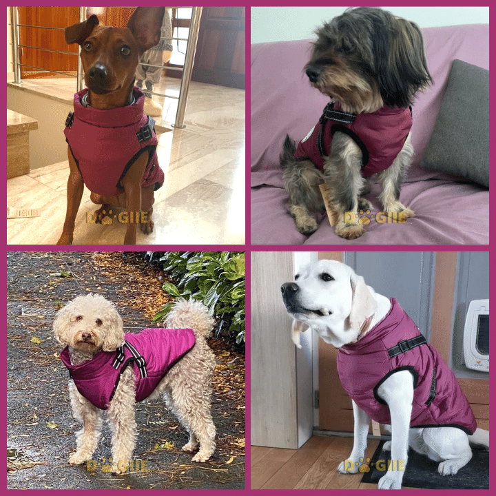 🔥  Promotion 47% OFF - Waterproof Winter Dog Jacket with Built-in Harness