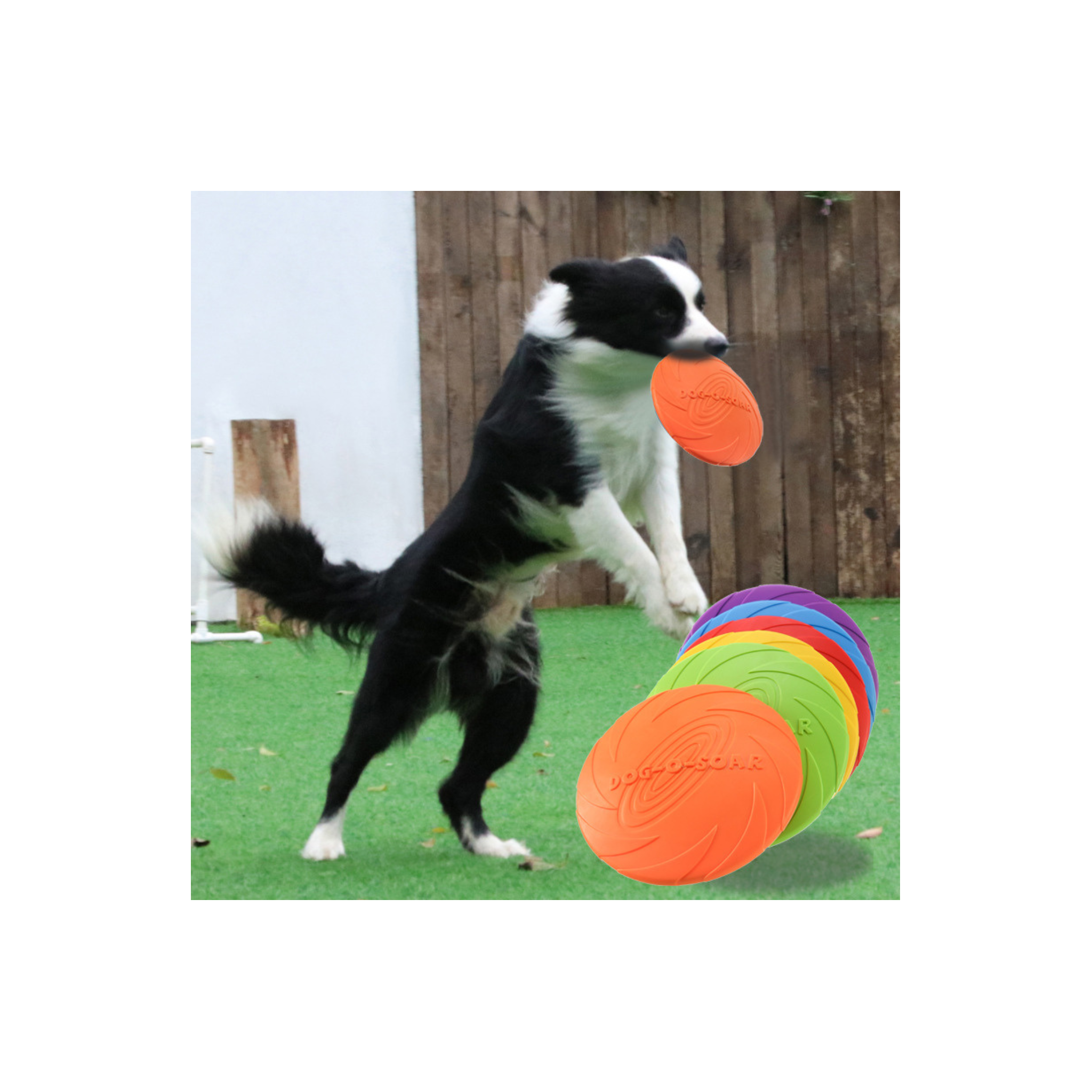 Dog Frisbee