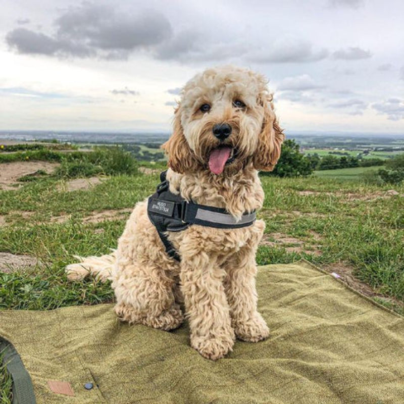 Personalised No Pull Dog Harness