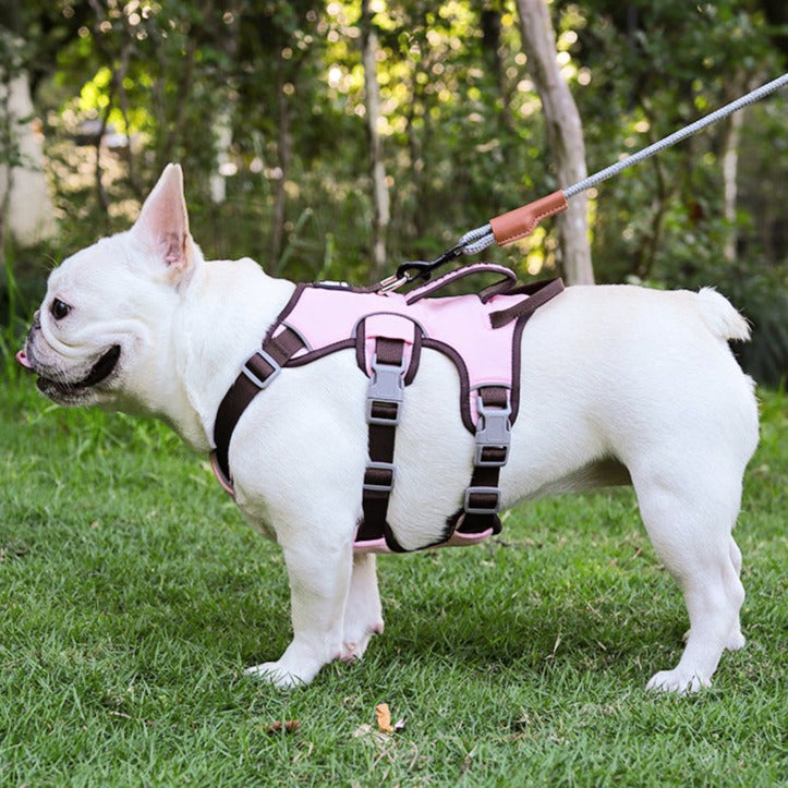 Contrast Color No Pull Dog Harness/Leash For Medium Dog