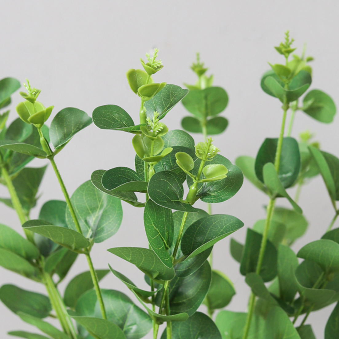 Eucalyptus Leaves