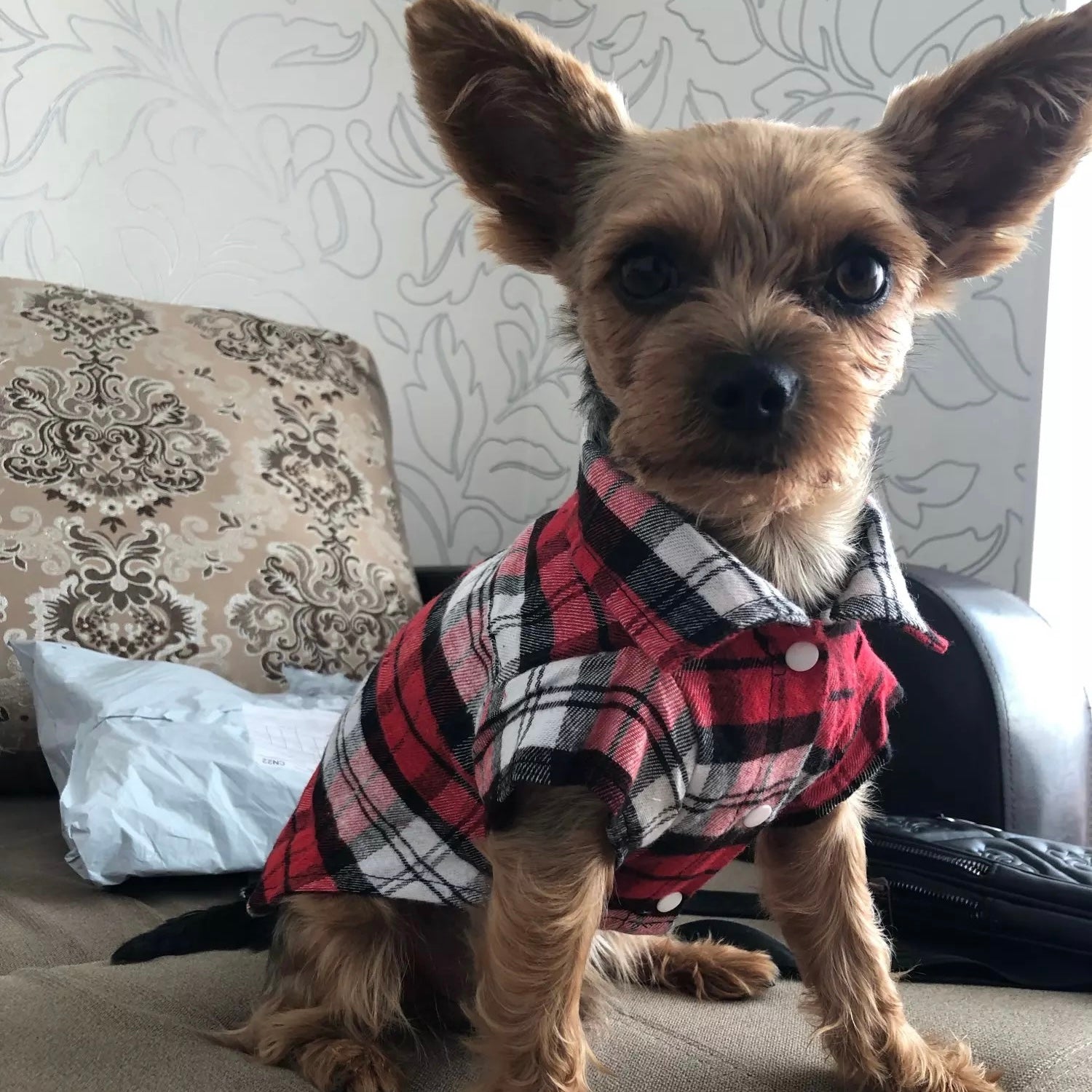 Plaid Pattern Clothes for Dogs