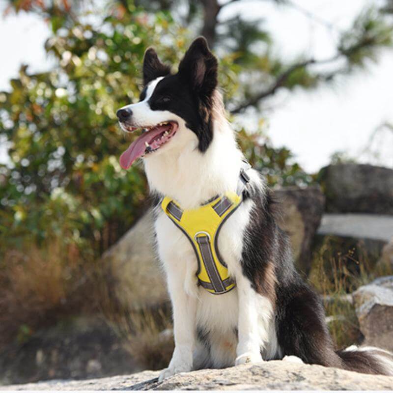 Multifunction Explosion-Proof Anti Pull Harness Medium to Large Dog Harness