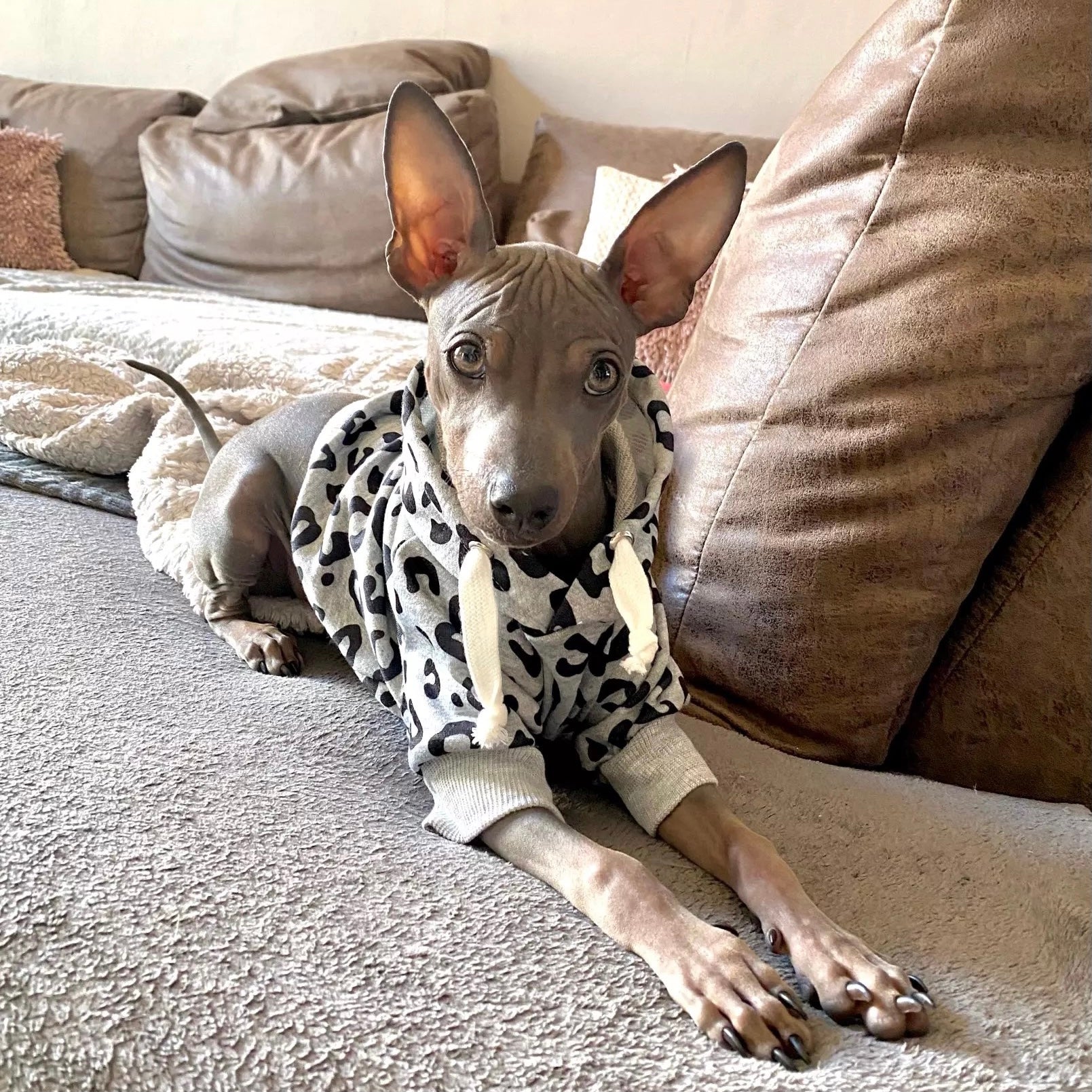 Leopard Printed Dog Hoodies