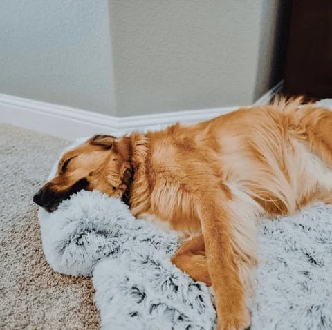 🔥Free shipping🔥Calming Furniture Protector (for pets!)