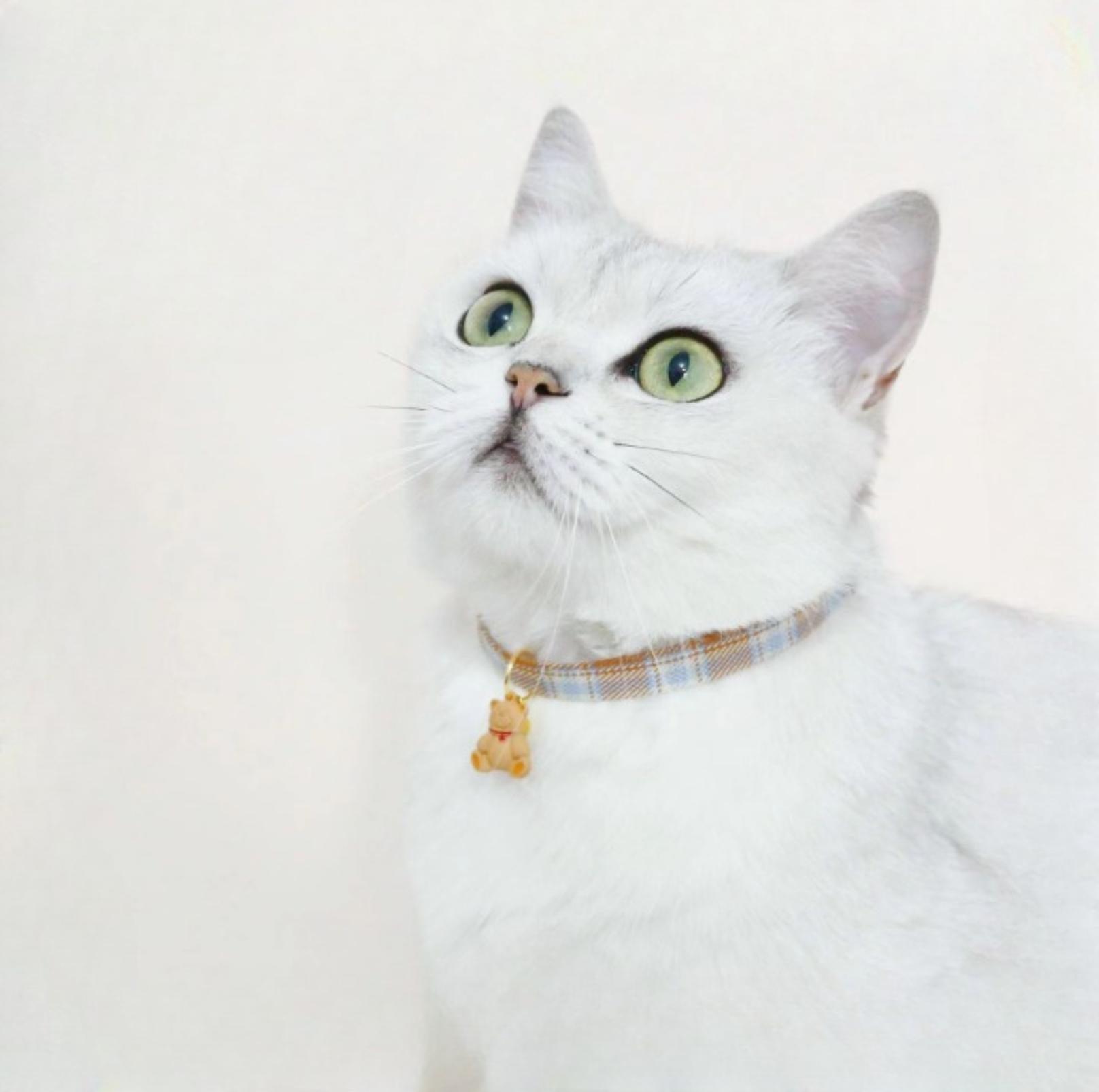 Cute Cherry And Bear Styled Pet Collar - Adjustable Neck Size