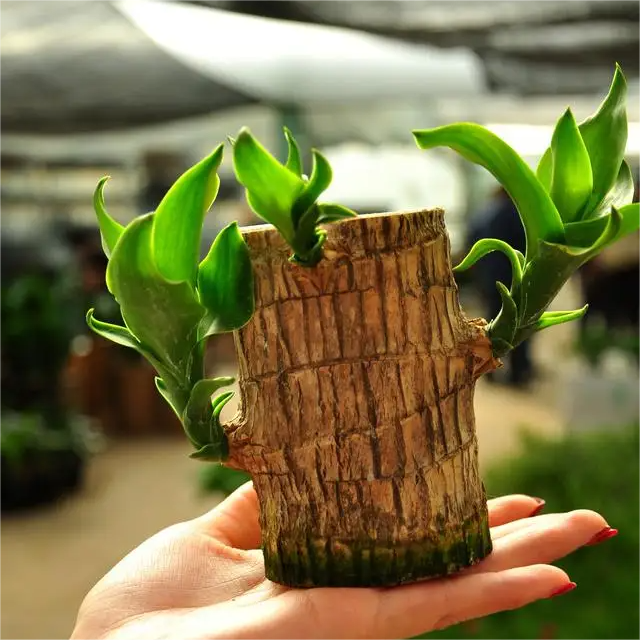 🍀Brazilian Lucky Wood Hydroponic Plants