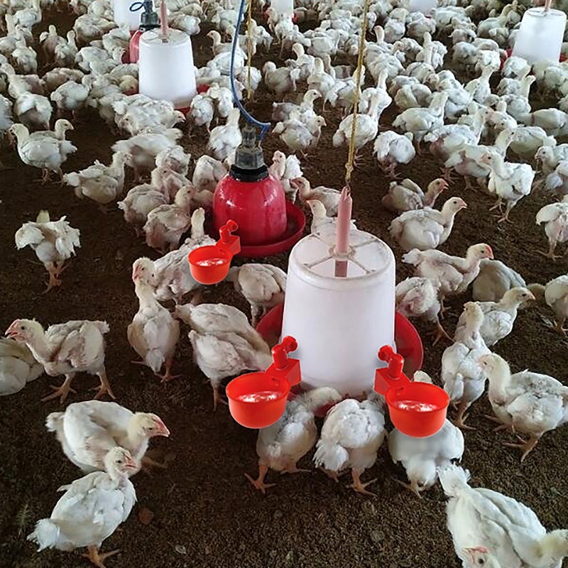 Automatic Poultry Waterer