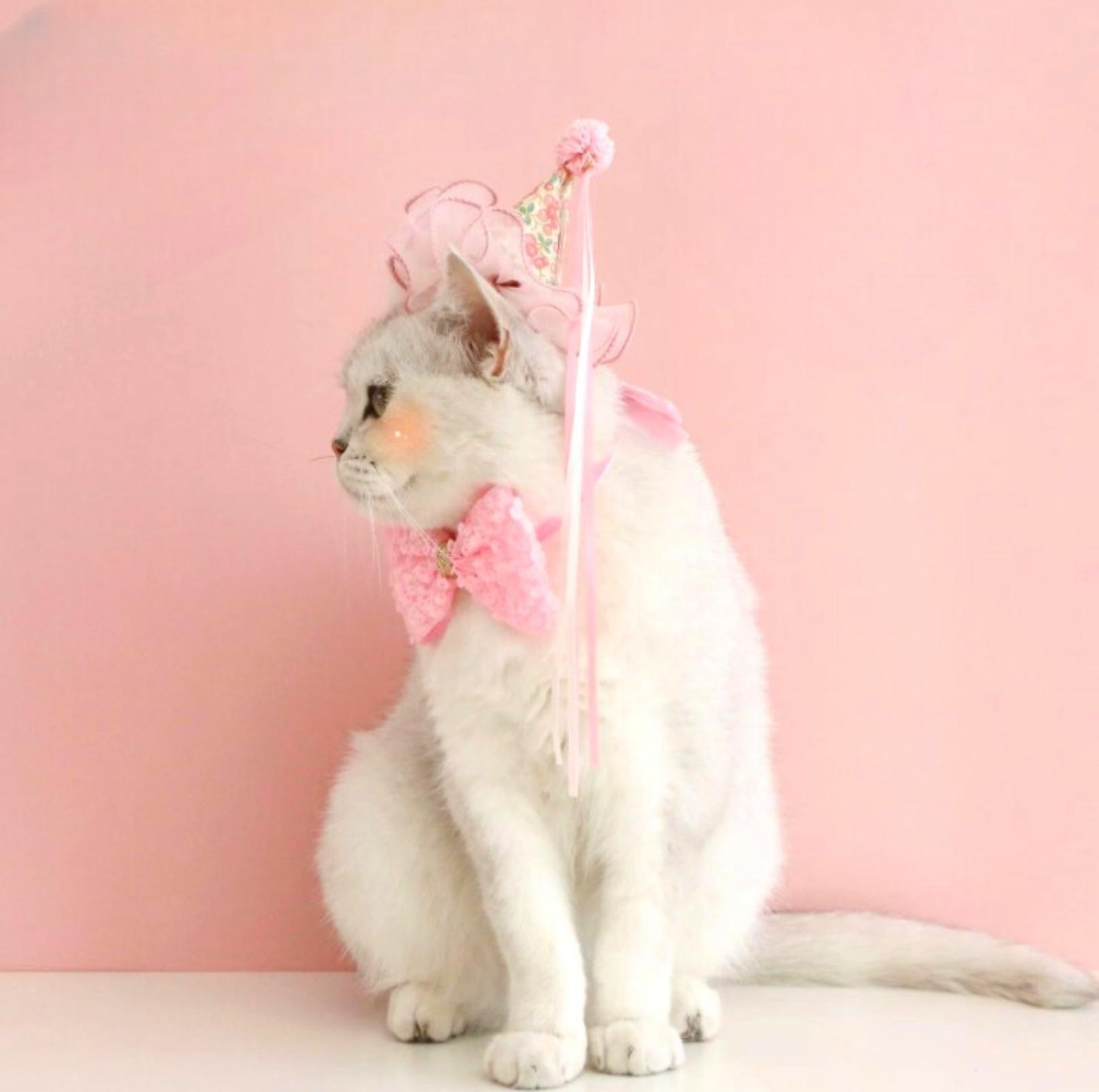 Floral Mesh Lace Accessory Set: Pet Birthday Hat & Bow Tie Combo