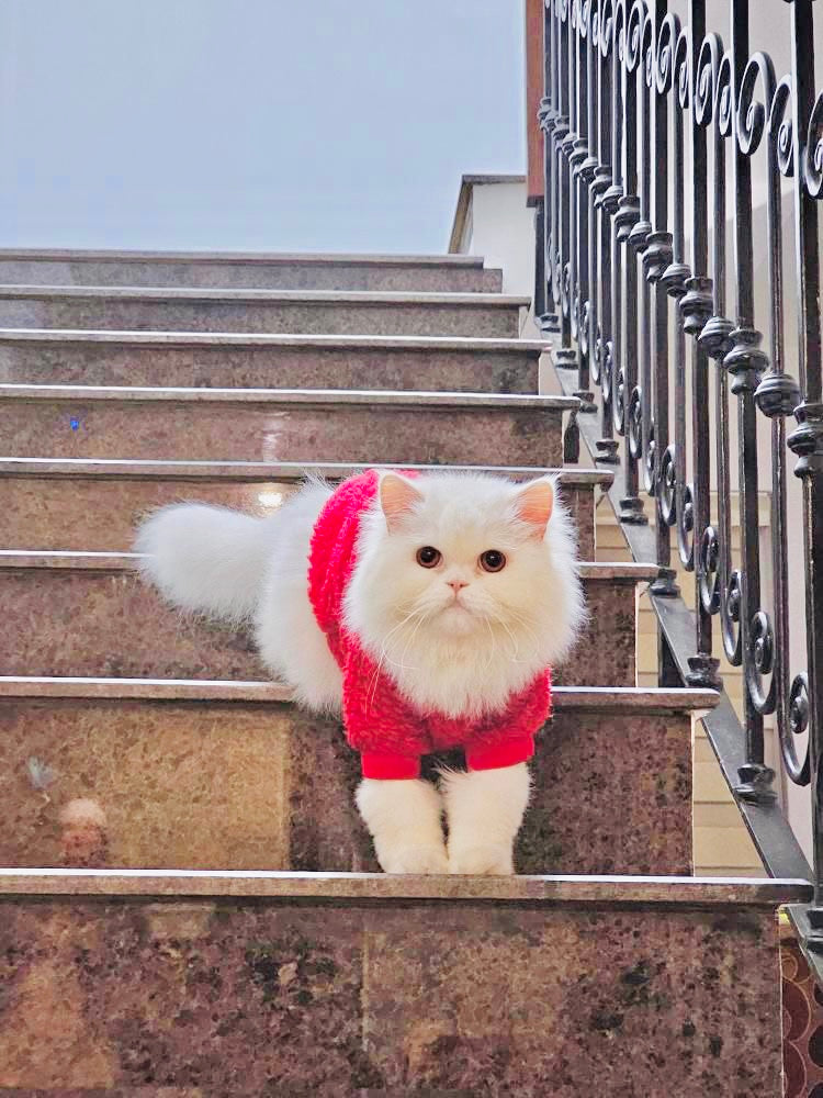 Cozy Pet Sweater -Red  🌺