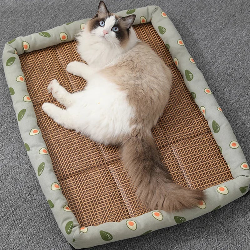 The Coolest and MOST Comfortable Cat Bed in Summer