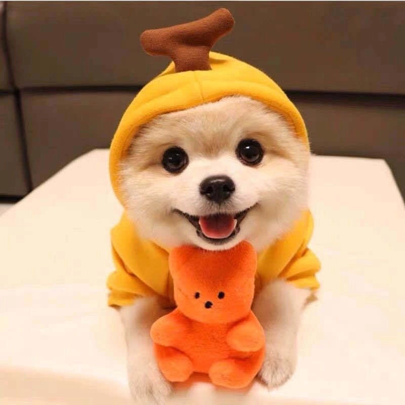 Puppy Dog Autumn And Winter Small And Medium-sized Dog Love Two-legged Cat Cute Pet Clothes Supplies